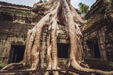 Ta Prohm Tapınağı - bir sembiyoz kökleri ve taşlar. 