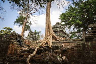 Ta Prohm Tapınağı - bir sembiyoz kökleri ve taşlar. 
