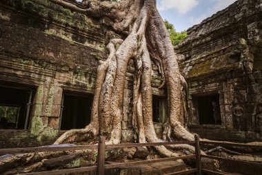 Ta Prohm Tapınağı - bir sembiyoz kökleri ve taşlar. 