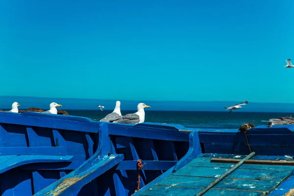 Gaivotas no porto de Essaouira . — Fotografia de Stock
