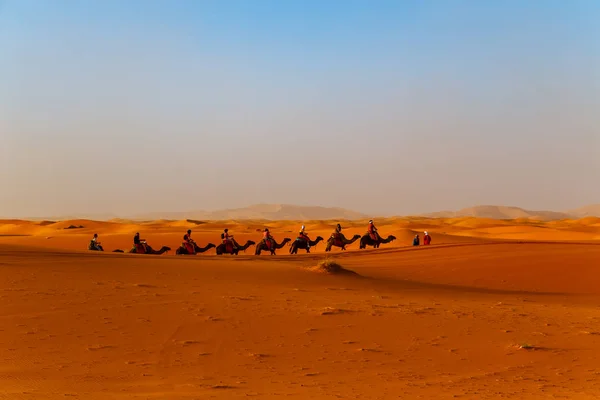 Karawana Wielbłądów Zachodzie Słońca Saharze Erg Chebbi Merzouga Maroko Września — Zdjęcie stockowe