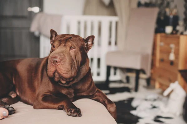 Красива коричнева собака шарпей, що розслабляється вдома на затишному дивані — стокове фото