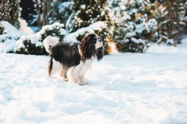 komik cavalier king charles spaniel köpek yürüyüş kış bahçesinde oynarken kar ile kaplı. Köpekler açık eğleniyor.