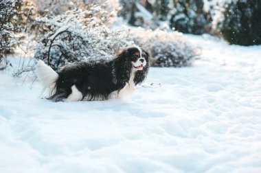 komik cavalier king charles spaniel köpek yürüyüş kış bahçesinde oynarken kar ile kaplı. Köpekler açık eğleniyor.
