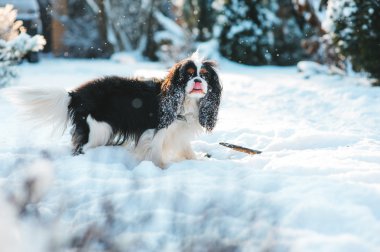 komik cavalier king charles spaniel köpek yürüyüş kış bahçesinde oynarken kar ile kaplı. Köpekler açık eğleniyor.
