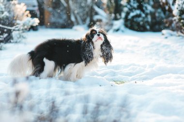 komik cavalier king charles spaniel köpek yürüyüş kış bahçesinde oynarken kar ile kaplı. Köpekler açık eğleniyor.