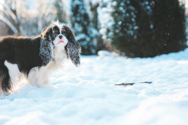 komik cavalier king charles spaniel köpek yürüyüş kış bahçesinde oynarken kar ile kaplı. Köpekler açık eğleniyor.