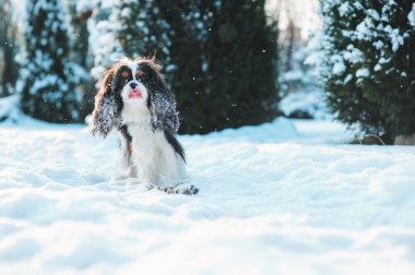 komik cavalier king charles spaniel köpek yürüyüş kış bahçesinde oynarken kar ile kaplı. Köpekler açık eğleniyor.