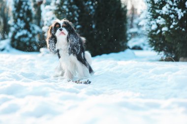 komik cavalier king charles spaniel köpek yürüyüş kış bahçesinde oynarken kar ile kaplı. Köpekler açık eğleniyor.