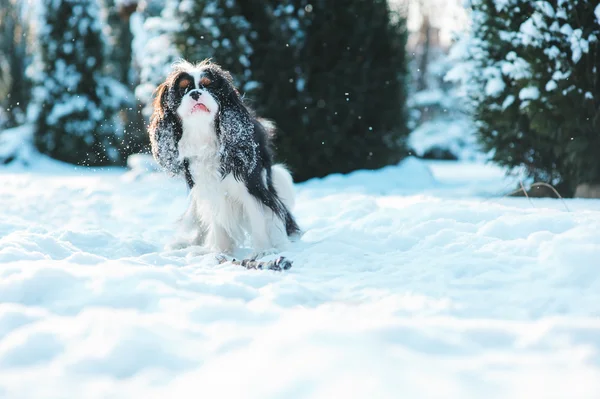 面白いキャバリア キング ・ チャールズ ・ スパニエル犬は、冬の庭の散歩で遊んで雪で覆われました。楽しいアウトドアを持つ犬. — ストック写真