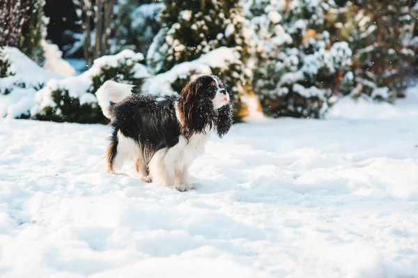 Funny cavalier king charles spaniel dog covered with snow playing on the walk in winter garden. Dogs having fun outdoor. — Stock Image Funny cavalier king charles spaniel dog covered with snow playing on the walk in winter garden. Dogs having fun outdoor. Stock Photo