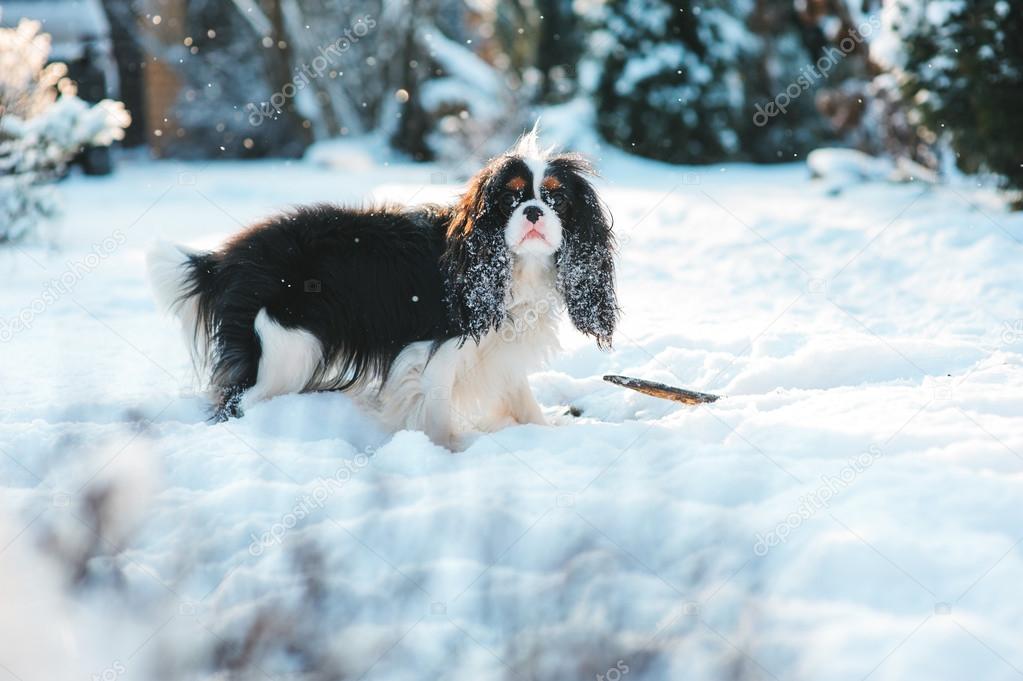 Funny cavalier king charles spaniel dog covered with snow playing on