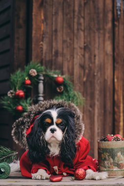 sevimli Noel hediye ve süslemeleri rustik ahşap zemin üzerine köpekle. Düşüncesiz kral şarlatan İspanyol yeni yıl kutlama