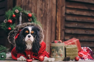 sevimli Noel hediye ve süslemeleri rustik ahşap zemin üzerine köpekle. Düşüncesiz kral şarlatan İspanyol yeni yıl kutlama