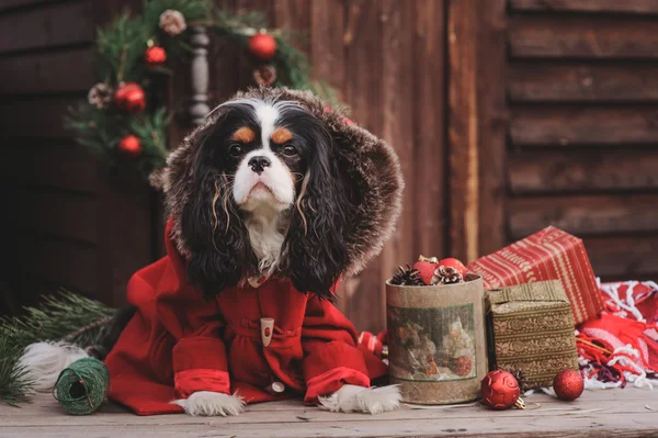 Милий різдвяний собака з подарунками та прикрасами на сільському дерев'яному фоні. Кавальєр король Чарльз Спанієль святкує Новий рік — стокове фото