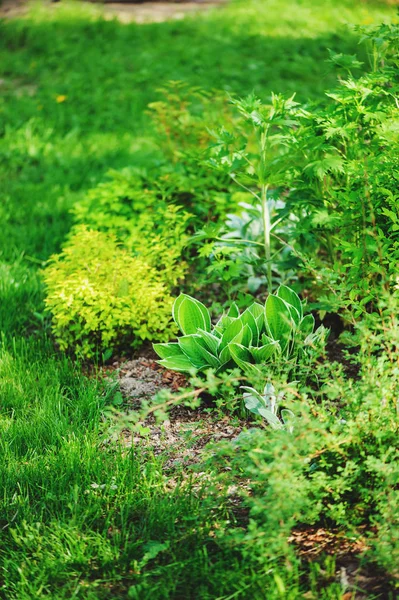 Смешанные многолетние границы с hostas, spirea, delphinium и Stachys в летнем саду — стоковое фото