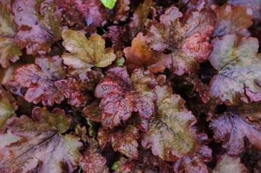 Heuchera tatlı yaz bahçesinde 