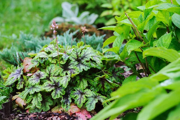 Heucherella μωσαϊκό φυτεύονται σε σύνορα στον καλοκαιρινό κήπο — Φωτογραφία Αρχείου