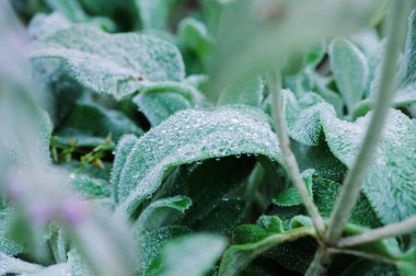 Stachys byzantina (kuzu kulağı) portre yaz bahçesinde