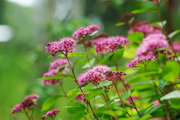 Blooming Spiraea Japonica (Japanese spirea) closeup in summer garden — Stock Photo, Image