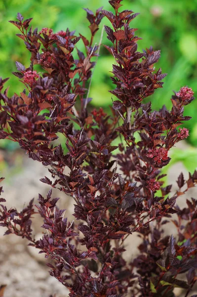 Ninebark (Physocarpus opulifolius) "Tiny wijn" geplant in de zomertuin. Dwerg struik met diep rode bladeren voor landschap tuinieren — Stockfoto
