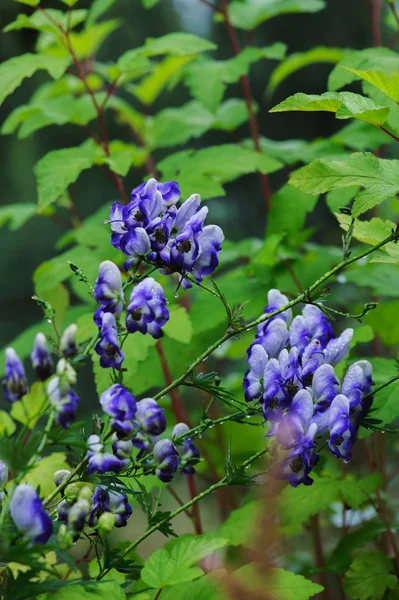 Monnikskap (Aconitum autumnale) blauwe en witte bloemen close-up in de zomertuin. — Stockfoto