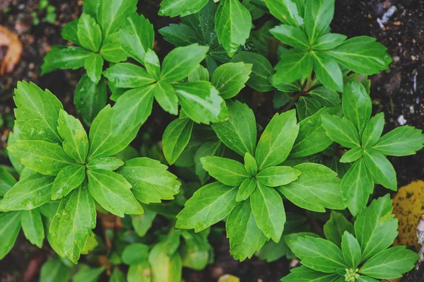 Pachysandra terminalis "Vihreä matto" lähikuva kesäpuutarhassa — kuvapankkivalokuva