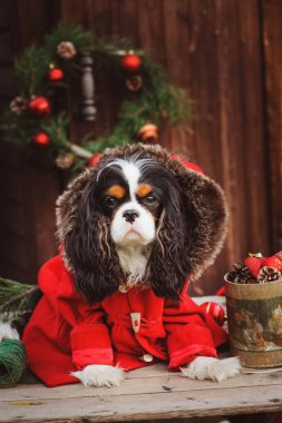 şirin komik köpek Noel ve yılbaşı süsleri ve hediyeleri ile kutluyor. Köpek Çin yılı.