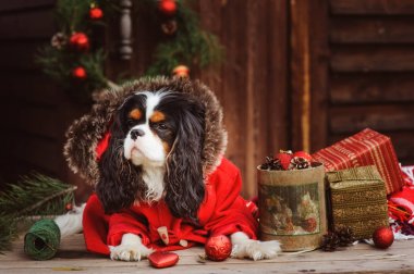 şirin komik köpek Noel ve yılbaşı süsleri ve hediyeleri ile kutluyor. Köpek Çin yılı.