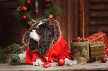 şirin komik köpek Noel ve yılbaşı süsleri ve hediyeleri ile kutluyor. Köpek Çin yılı.
