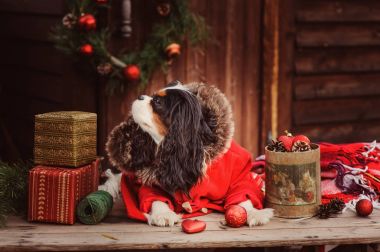 şirin komik köpek Noel ve yılbaşı süsleri ve hediyeleri ile kutluyor. Köpek Çin yılı.