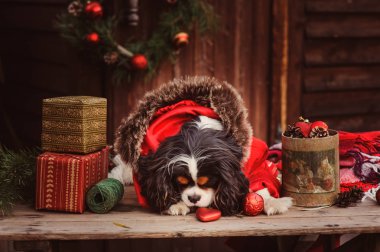 şirin komik köpek Noel ve yılbaşı süsleri ve hediyeleri ile kutluyor. Köpek Çin yılı.