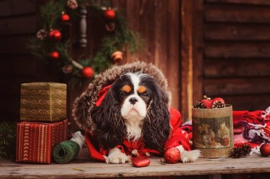 şirin komik köpek Noel ve yılbaşı süsleri ve hediyeleri ile kutluyor. Köpek Çin yılı.