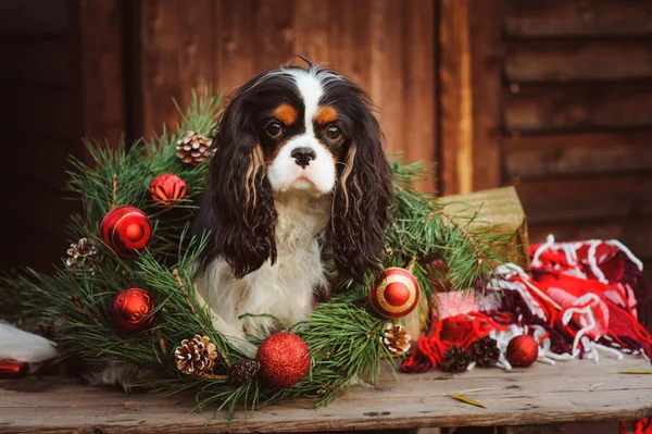 şirin komik köpek Noel ve yılbaşı süsleri ve hediyeleri ile kutluyor. Köpek Çin yılı.