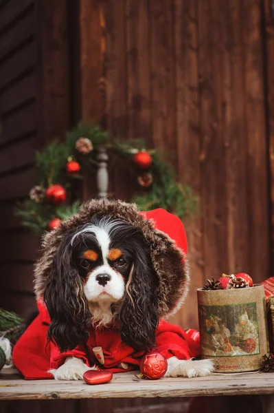 şirin komik köpek Noel ve yılbaşı süsleri ve hediyeleri ile kutluyor. Köpek Çin yılı.