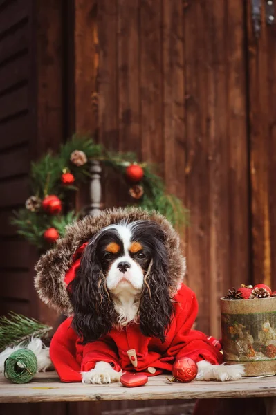 şirin komik köpek Noel ve yılbaşı süsleri ve hediyeleri ile kutluyor. Köpek Çin yılı.