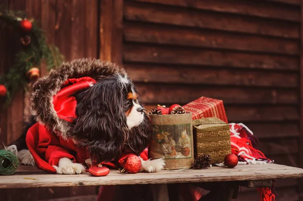 şirin komik köpek Noel ve yılbaşı süsleri ve hediyeleri ile kutluyor. Köpek Çin yılı.