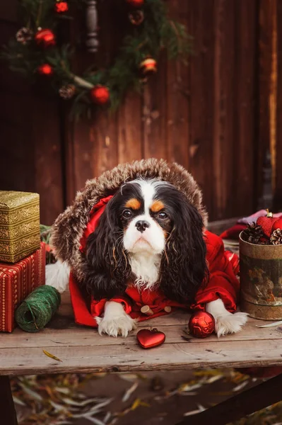 şirin komik köpek Noel ve yılbaşı süsleri ve hediyeleri ile kutluyor. Köpek Çin yılı.