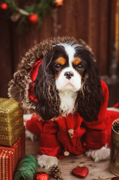 şirin komik köpek Noel ve yılbaşı süsleri ve hediyeleri ile kutluyor. Köpek Çin yılı.