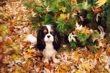 yere marple ağacın altında oturan spaniel köpek kurutulmuş yaprakları dolu. Bahçedeki geç sonbaharda