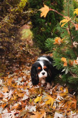 yere marple ağacın altında oturan spaniel köpek kurutulmuş yaprakları dolu. Bahçedeki geç sonbaharda