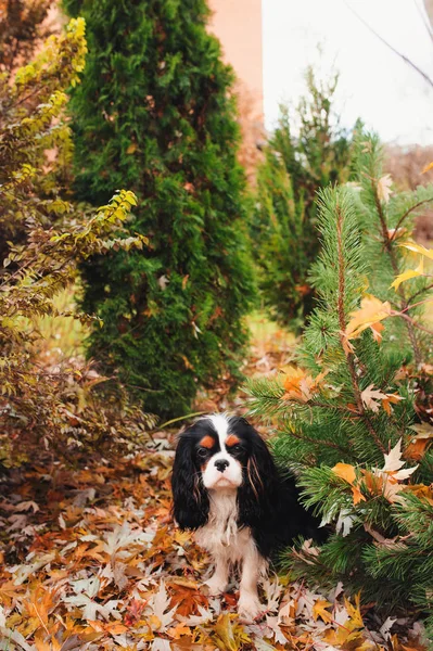 Spaniel dog sitting under marple tree on the ground full of dried leaves. Late autumn in the garden — Stock Photo, Image