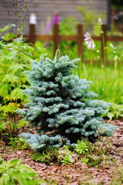 Picea pungens Glauca Globosa Bahçe, cüce mavi kozalaklı