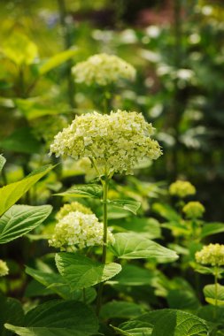 Yaz bahçede çiçeklenmeye başlayan beyaz ortanca Annabell çiçek