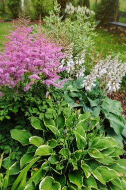 hostas ve cornus çalılar ile karışık sınır yaz bahçesinde renkli çiçek açan astilbe