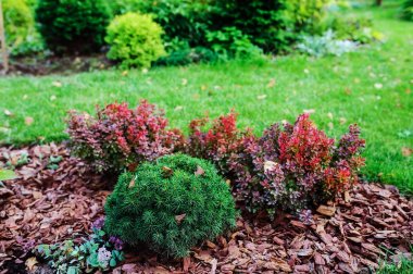 Mixed garden border with berberis thunbergii Admiration and Picea Mariana Nana in summer garden. Growing dwarf plants. clipart