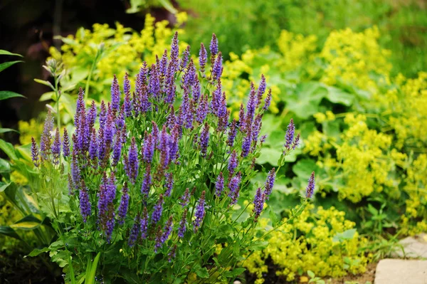 Spikelet Veronica Piantato Confine Misto Con Alchemilla Mollis Giardino Estivo — Foto Stock