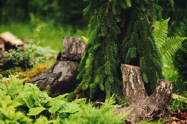 Picea Abies Inversa Plačící Jehličnatý Zasadil Zahradě Strom Protokoly Hostaš — Stock fotografie