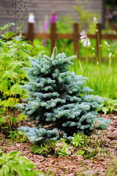 Picea Pungens Glauca Globosa Garden Dwarf Blue Conifer — Stock Photo, Image