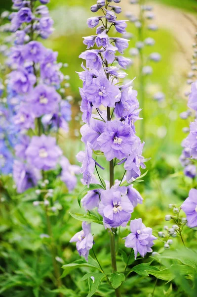 夏天花园里开花飞燕草特写 越来越漂亮的蓝色开花多年生植物 — 图库照片